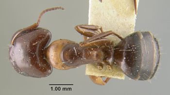 Media type: image;   Entomology 303912 Aspect: habitus dorsal view